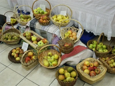 Stare sorte jabuka
