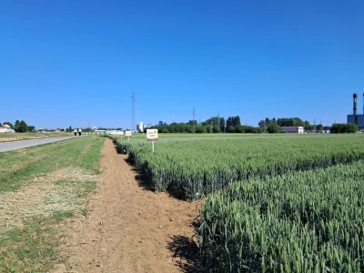 Dani polja pšenice i ječma na Poljoprivrednom institutu Osijek