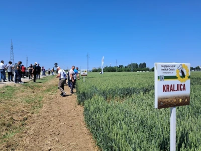 Dani polja pšenice i ječma na Poljoprivrednom institutu Osijek
