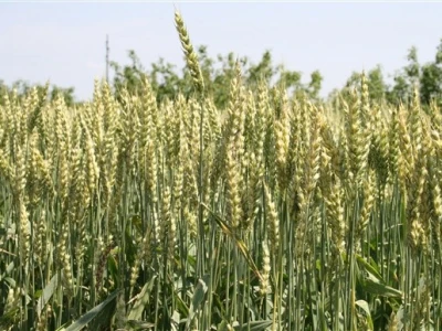 Syngentini centralni Dani polja
