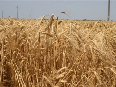 Syngentini centralni Dani polja