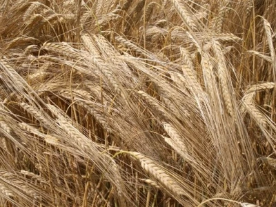 Syngentini centralni Dani polja