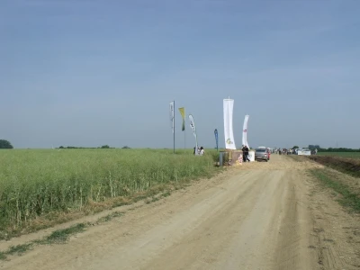 Dani polja uljane repice