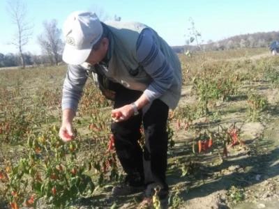 Marićeva paprika