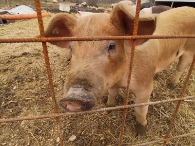 Dekorirana farma u Prološcu