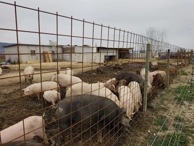 Dekorirana farma u Prološcu