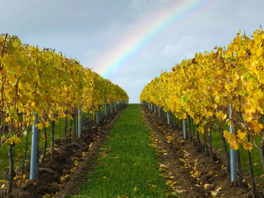 Duga iznad vinograda