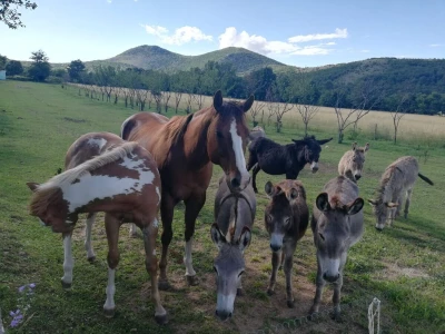 Destilerija i sušara u Gornjim Maovicama