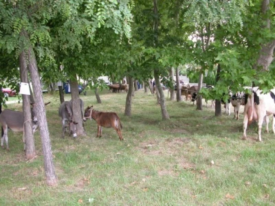 Detalj stočne izložbe na sinjskom hipodromu (20. lipnja 2015.)
