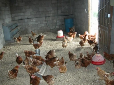 Farma OPG-a koka hrvatica obitelji Strizirep