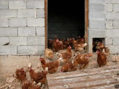 Detalj farme OPG-a Koka-jaja u Koprivnu