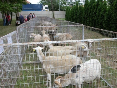 Detalj kolekcije ovaca na 10. županijskoj izložbi stole Sinj 2015 na hipodromu