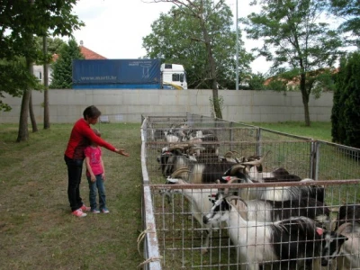Detalj kolekcije hrvatske šarene koze na izložbi u subotu (20. lipnja 2015.)