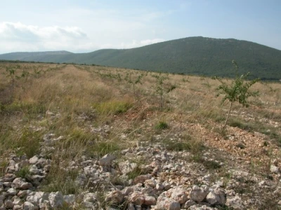 Detalj plantaže mladih badema OPG Josip Čari u dalmatinskom kršu