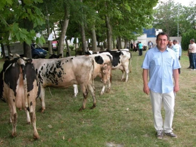 Dipl. ing.agr. Petar Šabić uz krave na 10. županijskoj izložbi stoke Sinj 2015
