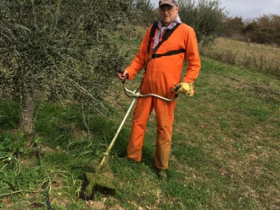 ISKUSTVO KAPETANA DUGE PLODVIDBE DARIA DISCORDIE: Talijanski lovci i psi mu harali po djedovini sve dok imanje nije kultivirao i na njemu posadio 350 stabala maslina!