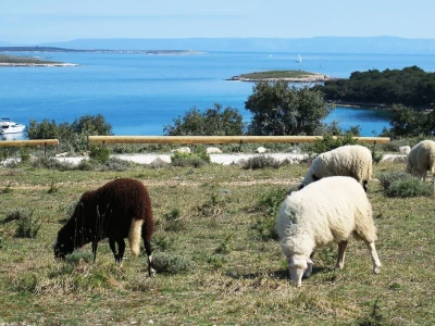 Divlje orhideje na jugu Istre, Kamenjak
