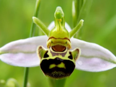 Divlje orhideje na jugu Istre, Kamenjak