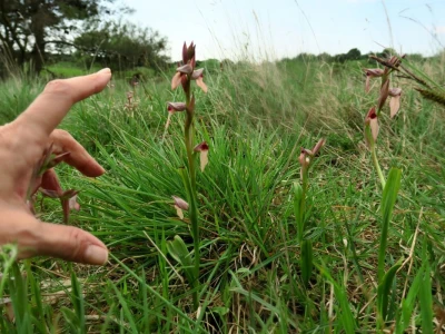 Divlje orhideje na jugu Istre, Kamenjak