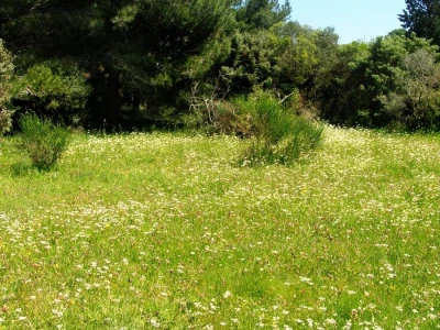 Divlje orhideje na jugu Istre, Kamenjak