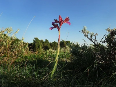 Divlje orhideje na jugu Istre, Kamenjak