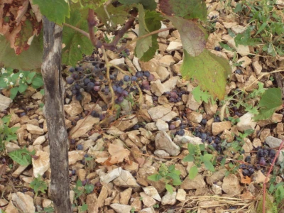 Divlje svinje u vinogradima