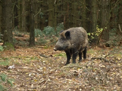 Divlje svinje zagospodarile otokom Mljetom
