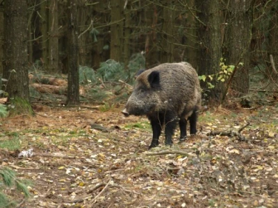 Divlje svinje zagospodarile Cresom
