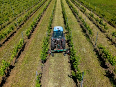 Mehaničko uništavanje korova u vinogradu
