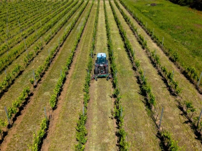 Mehaničko uništavanje korova u vinogradu