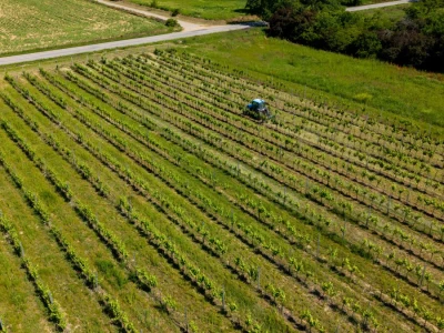Mehaničko uništavanje korova u vinogradu