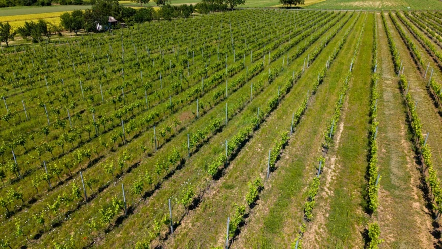 Vinograd