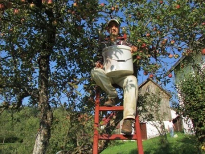 Berba jabuka