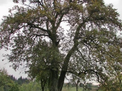 Stoljetno stablo kruške tepke