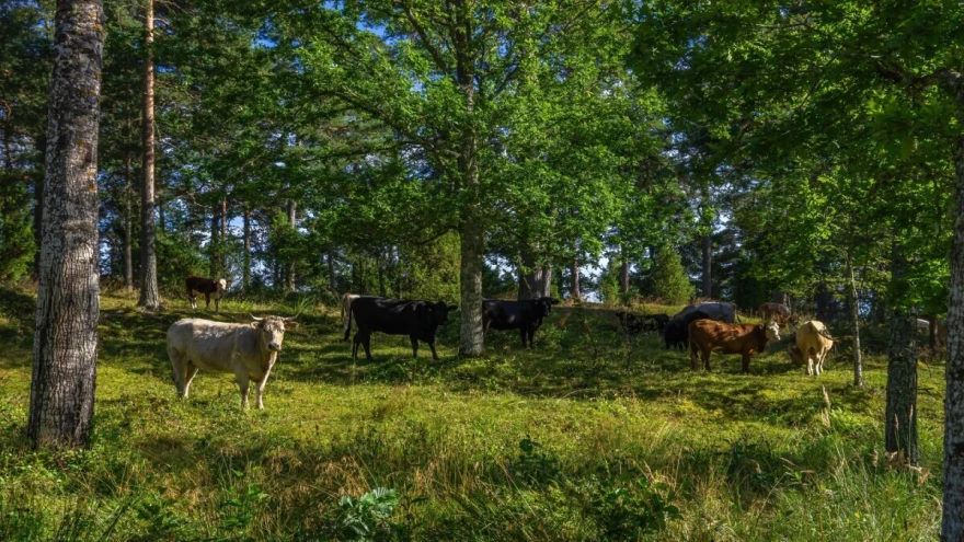 agro forest