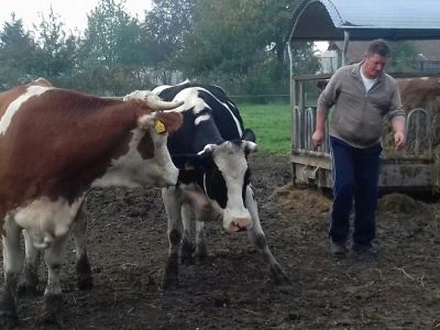 Za posao s kravama zadužen je Nikola