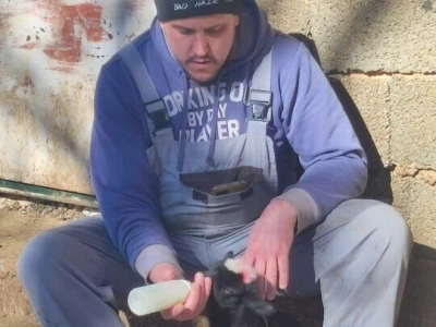 Domaće ili uvozno?