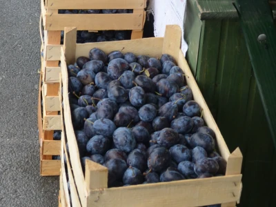 Domaće šljive na tezgama hrvatskih tržnica prodaju se do posljednjeg kilograma