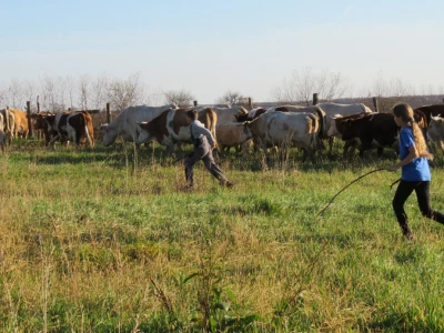 Goveda su na slobodnoj ispaši provela 7 mjeseci