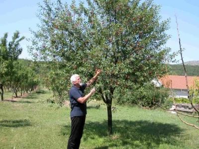 Dražen Rančić pokazuje urod višanja u svom voćnjaku
