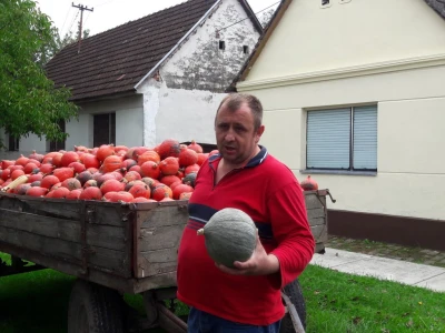 Svježe ubrana tikva u prikolici