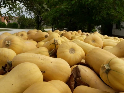 Butternut tikva
