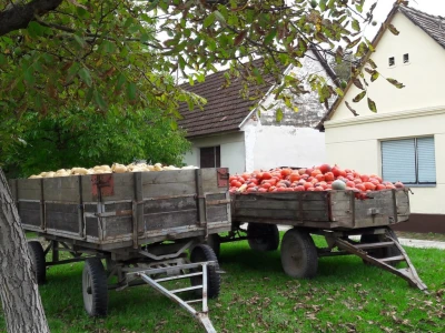 Butternut i hokaido tikva