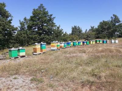 Držanje pčela