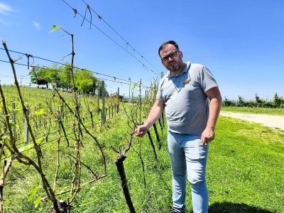 Jaka tuča uništila je urod u vinogradima Davida Štampara na Mađerkinom bregu