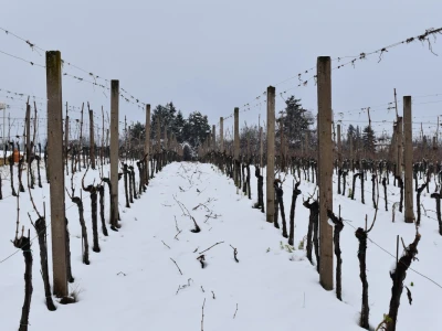 Vinkovo 2023