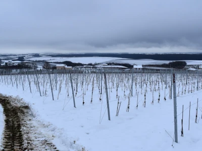 Vinkovo 2023
