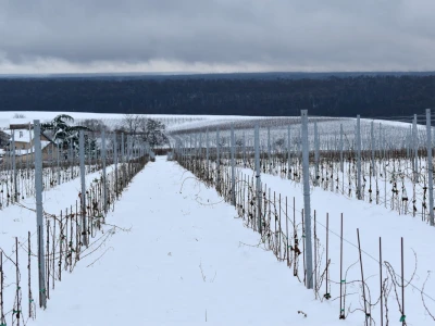 Vinkovo 2023