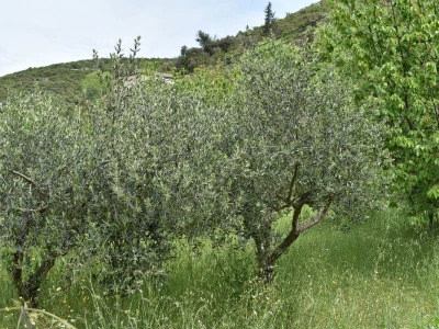 Noćnjak 2022 Dol