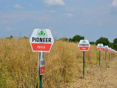 Dan polja uljane repice u Vrpolju - Pioneer